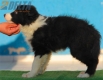 Border Collie Negro Bicolor Macho #213M12701.jpg