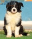 Border Collie Negro Bicolor Macho #213M12702.jpg