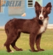 Border Collie Chocolate Bicolor Hembra #217H22710.jpg