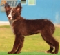Border Collie Chocolate Bicolor Hembra #217H22711.jpg