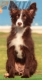 Border Collie Chocolate Bicolor Hembra #217H22712.jpg