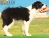 Border Collie Negro Bicolor Hembra #217H32714.jpg