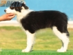 Border Collie Negro Bicolor Hembra #217H32715.jpg