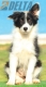 Border Collie Negro Bicolor Hembra #217H32716.jpg