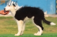 Border Collie Negro Bicolor Macho #217M52718.jpg