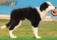 Border Collie Negro Bicolor Macho #217M52719.jpg