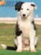 Border Collie Negro Bicolor Macho #217M52720.jpg