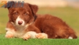 Border Collie Rojo Bicolor Hembra #218H42721.jpg