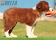 Border Collie Rojo Bicolor Hembra #218H42722.jpg