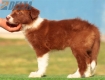 Border Collie Rojo Bicolor Hembra #218H42723.jpg