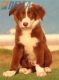 Border Collie Rojo Bicolor Hembra #220M42729.jpg