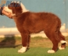 Border Collie Rojo Bicolor Hembra #220M42730.jpg