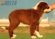 Border Collie Rojo Bicolor Hembra #220M42731.jpg