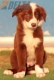 Border Collie Rojo Bicolor Hembra #220M42732.jpg