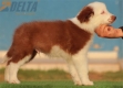 Border Collie Rojo Bicolor Macho #220M72735.jpg
