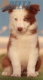 Border Collie Rojo Bicolor Macho #220M72736.jpg