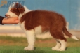 Border Collie Rojo Bicolor Macho #220M72737.jpg