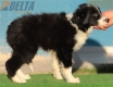 Border Collie Negro Bicolor Macho #213M32738.jpg