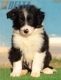 Border Collie Negro Bicolor Macho #213M32739.jpg
