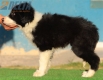 Border Collie Negro Bicolor Macho #213M32741.jpg