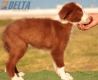 Border Collie Rojo Bicolor Macho #220M82743.jpg