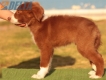 Border Collie Rojo Bicolor Macho #220M82744.jpg