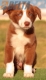 Border Collie Rojo Bicolor Macho #220M82745.jpg