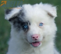 Club de agility Delta