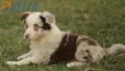Border Collie Rojo Mirlo Bicolor Hembra #1127H48099.jpg