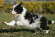 Border Collie Azul Mirlo Bicolor Macho #1127M18106.jpg