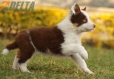 Border Collie Rojo Tricolor Macho #1127M28109.jpg