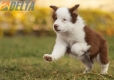 Border Collie Rojo Tricolor Macho #1127M28111.jpg