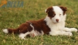 Border Collie Rojo Tricolor Macho #1127M28114.jpg