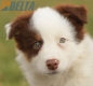Border Collie Rojo Tricolor Macho #1127M28117.jpg