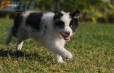 Border Collie Azul Mirlo Bicolor Macho #1127M18118.jpg