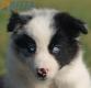 Border Collie Azul Mirlo Bicolor Macho #1127M18119.jpg