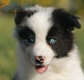 Border Collie Azul Mirlo Bicolor Macho #1127M18120.jpg