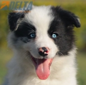 Club de agility Delta