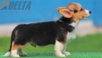 Welsh Corgi Pembroke Tricolor Macho #156M5133.jpg