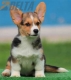 Welsh Corgi Pembroke Tricolor Macho #156M5134.jpg