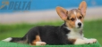 Welsh Corgi Pembroke Tricolor Macho #156M5135.jpg