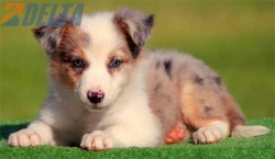 Club de Agility Delta