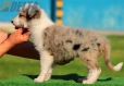 Australian Shepherd Azul Mirlo Tricolor Hembra #170H1140.jpg