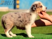 Australian Shepherd Azul Mirlo Tricolor Hembra #170H1141.jpg