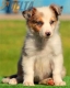 Australian Shepherd Azul Mirlo Tricolor Hembra #170H1142.jpg