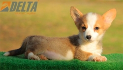 Club de Agility Delta