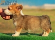 Welsh Corgi Pembroke Bicolor Hembra #172H3149.jpg