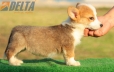Welsh Corgi Pembroke Bicolor Hembra #172H3150.jpg
