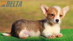 Club de Agility Delta