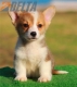 Welsh Corgi Pembroke Bicolor Macho #172M1155.jpg